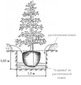 Схема посадки крупномеров