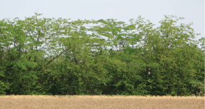 missing image file