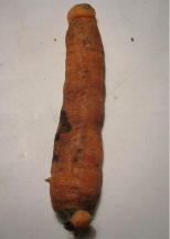 kir14.jpg