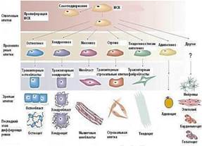 Мезенхимальные стволовые клетки под микроскопом. Разрыв жировой клетки фото. Стволовая клетка жировой ткани. Адипоциты жировой ткани. Стромально-васкулярная фракция жировой ткани.