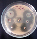bio10.tif
