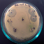 bio4.tif