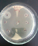 bio6.tif