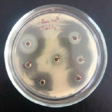 bio7.tif