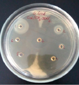 bio9.tif