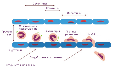 http://www.tryphonov.ru/tryphonov2/pic2/crccor2_1.jpg