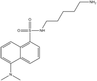 Dansylcadaverine.png