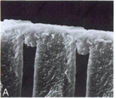 http://www.dentistrytoday.com/Media/EditLiveJava/Pash1.jpg