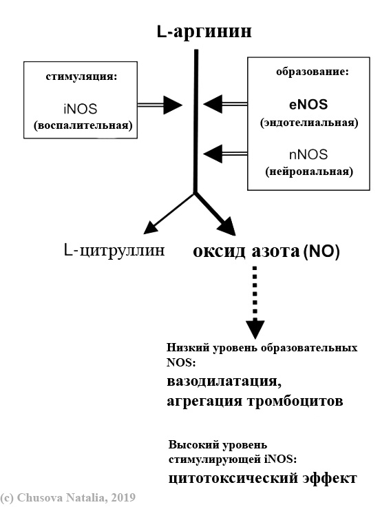 Опишите в виде схемы взаимосвязь эндотелиальной дисфункции с хсн гб тромбозом