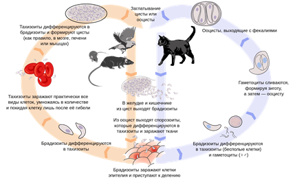 https://alev.biz/wp-content/uploads/2018/07/toxoplasma_life_cycle.png